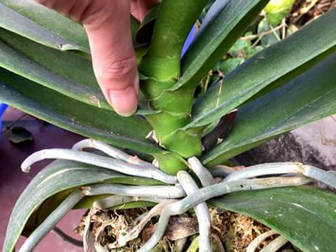 cach trong lan ho diep sau choi tet 4