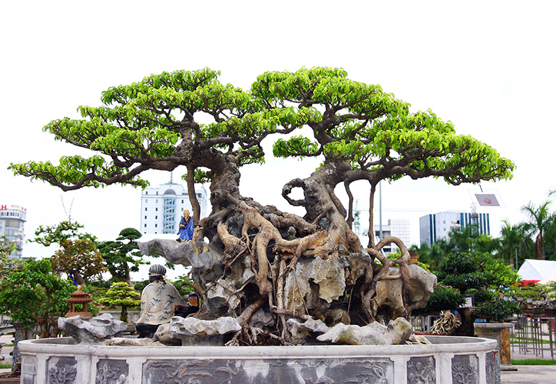 Cách tạo dáng cây cảnh bonsai đẹp và hiệu quả